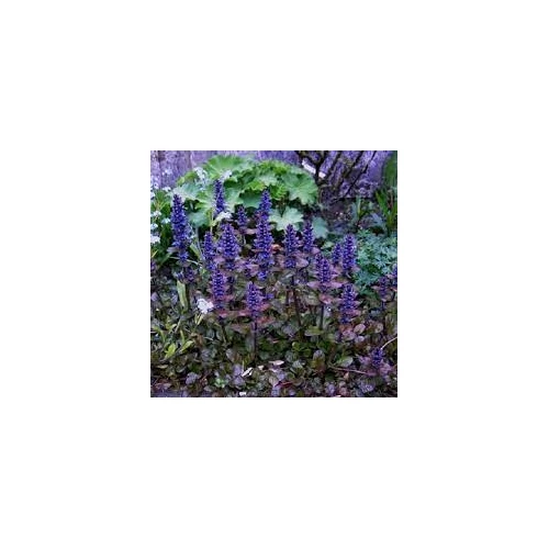 Ajuga reptans 'Simon's Type' (Indás ínfű) /barnásvörös lomb/