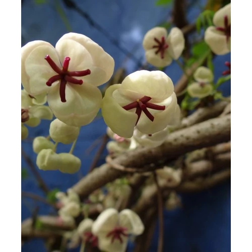 Akebia quinata Cream Form