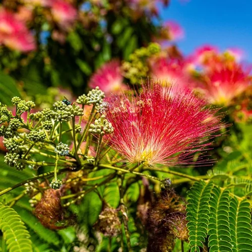 Albizia julibrissin 'Rouge de Tuilerie' - 