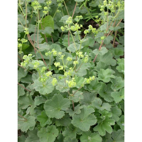 Alchemilla erythropoda (Törpe palástfű)