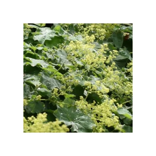 Alchemilla mollis (Nagylevelű palástfű)