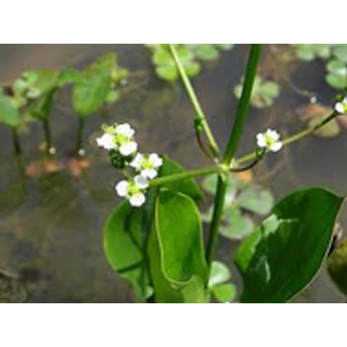 Alisma Plantago Aquatica - hídőr kerti tavi növény