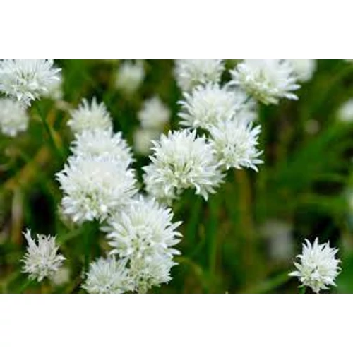 Allium schoenoprasum Corsican white
