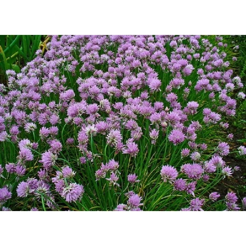 Allium schoenoprasum (Metélőhagyma)