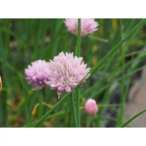 Allium schoenoprasum Prado