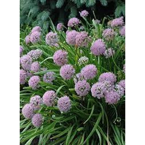 Allium senescens (Hegyi hagyma)