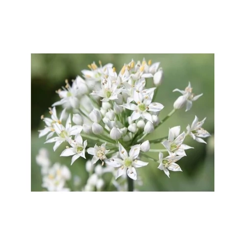 Allium tuberosum (Kínai metélőhagyma)