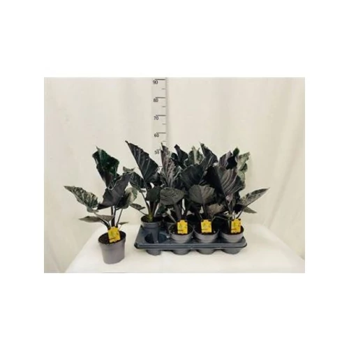 Alocasia ANTORO VELVET