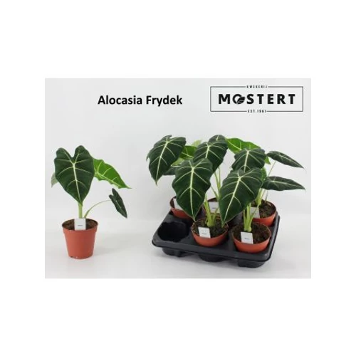 Alocasia FRYDEK