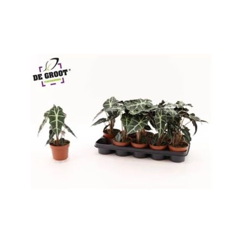 Alocasia POLLY