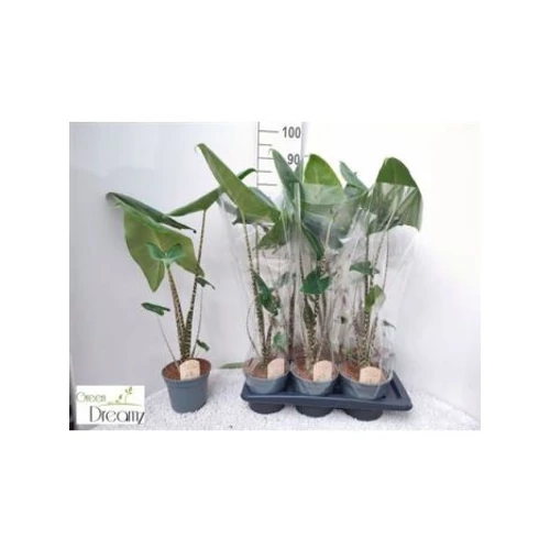Alocasia ZEBRINA