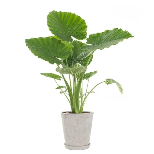Alocasia gageana – Törpe elefántfül