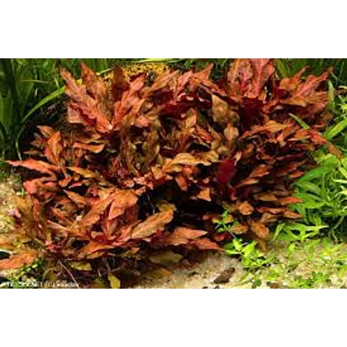 Alternanthera cardinalis akváriumi növény