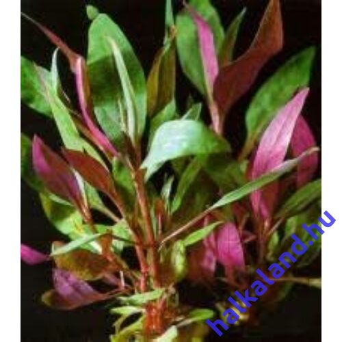 Alternanthera reineckii ’Purple’ (lilacina) akváriumi növény