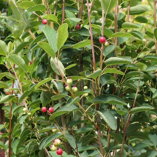 Amelanchier alnifolia 'Obelisk' - 
