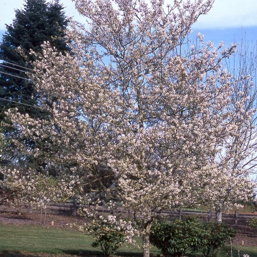 Amelanchier x grandiflora 'Prince William', 'Princess Diana' - 