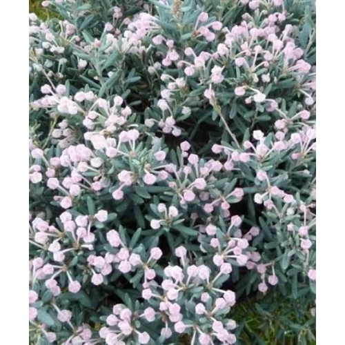 Andromeda polifolia Blue Lagoon