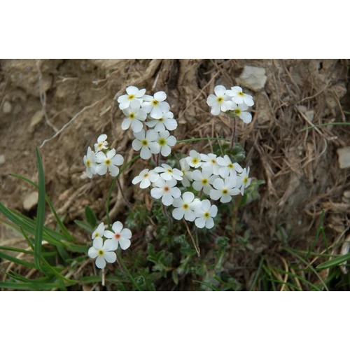 Androsace villosa (Bozontos gombafű) 