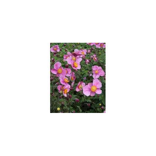 Anemone hupehensis 'Praecox' (Kínai szellőrózsa)