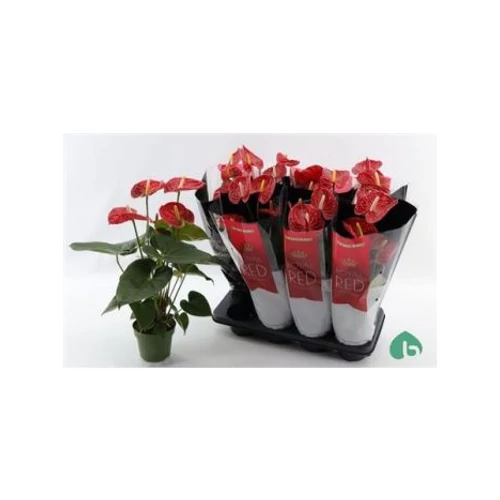 Anthurium AN MADURAL