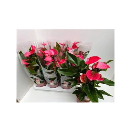 Anthurium AN MELITO