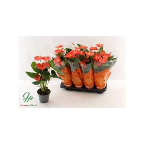 Anthurium AN SIER ORANGE