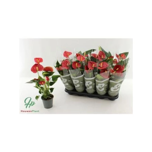 Anthurium AN SUCCESS RED
