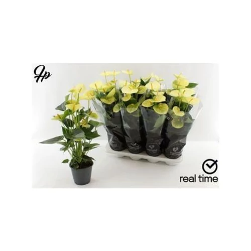 Anthurium AN VANILLA