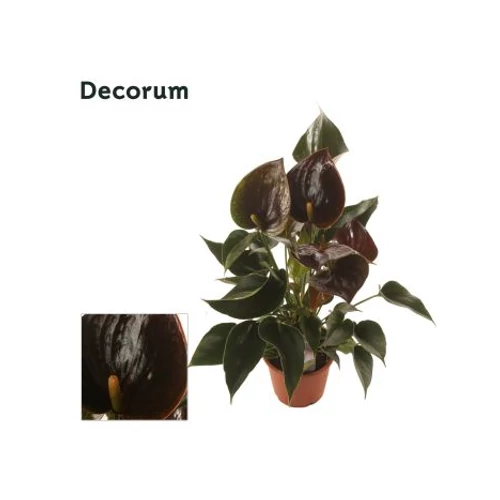 Anthurium CHELSEY CHOCOLATE
