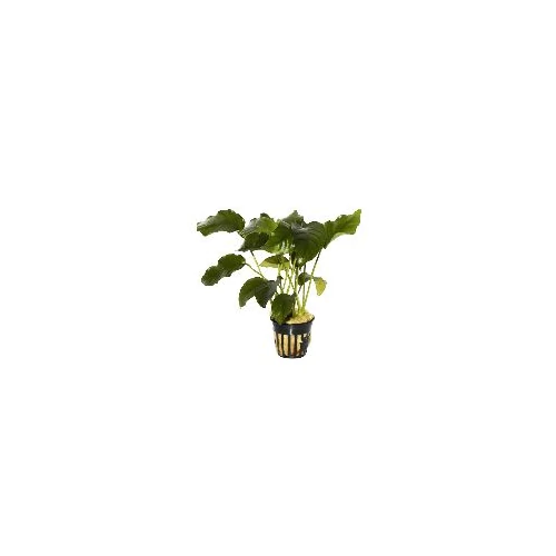 Anubias barteri akváriumi növény