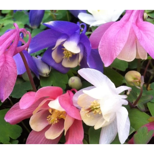 Aquilegia flabellata 'Cameo Mix' (Japán harangláb)