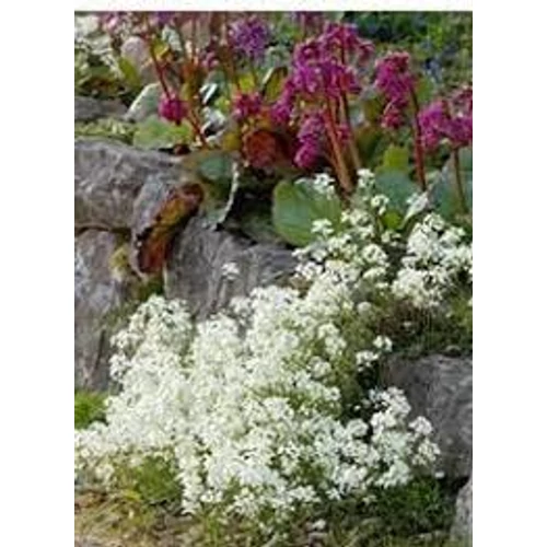 Arabis procurrens 'Neuschnee' (Indás ikravirág)