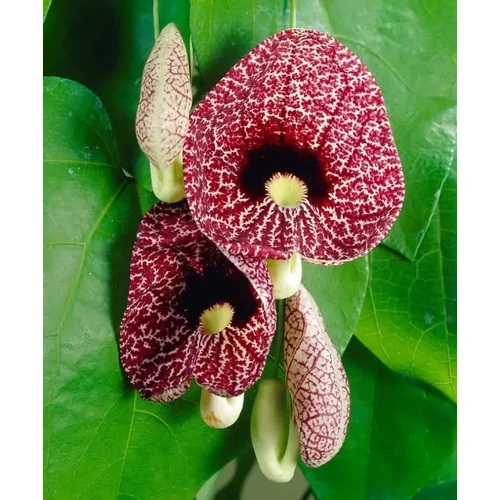 Aristolochia macrophylla / Pipavirágú farkasalma