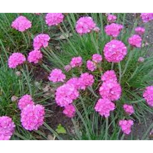 Armeria maritima 'Splendens' (Tengerparti pázsitszegfű)