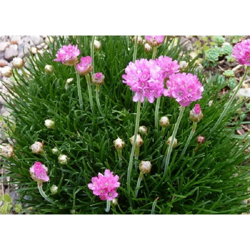 Armeria maritima (Tengerparti pázsitszegfű)