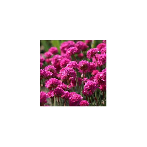 Armeria maritima 'Vezuv' (Tengerparti pázsitszegfű)