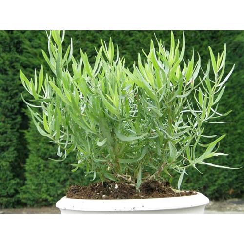 Artemisia dracunculus (Orosz tárkony) 
