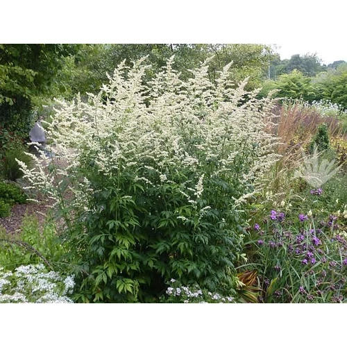 Artemisia lactiflora 'Elfenbein' (Virágos üröm)