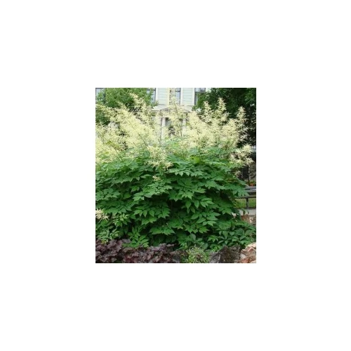Aruncus aethusifolius 'Opulenz' (Törpe tündérfürt)