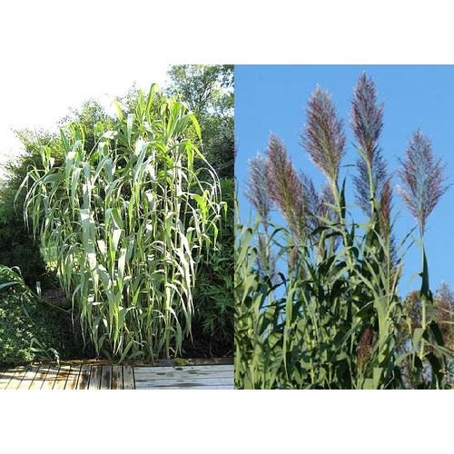 Arundo donax (Olasznád)