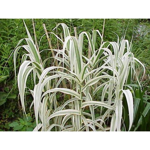 Arundo donax 'Variegata' (Olasznád) /csíkos lomb/