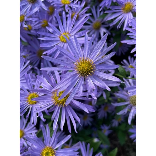 Aster  'Rudolf Goethe' (Őszirózsa)