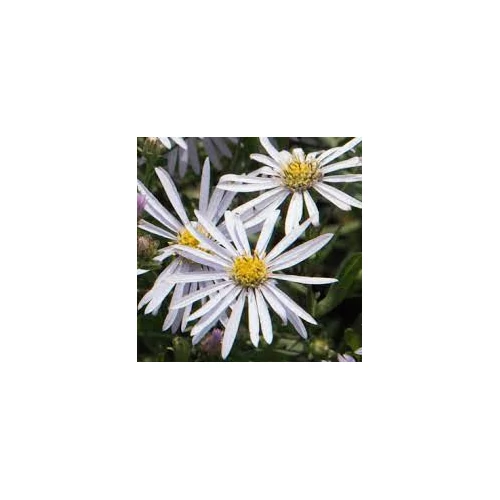 Aster ageratoides 'Asmoe' (Ázsiai őszirózsa)