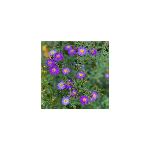 Aster ageratoides 'Ezo Murasaki' (Ázsiai őszirózsa)