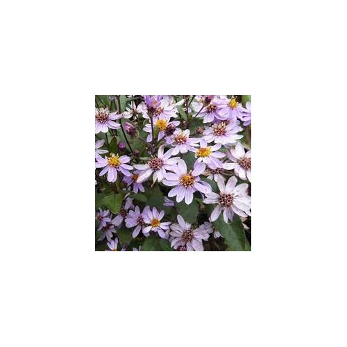 Aster ageratoides 'Harry Schmidt' (Ázsiai őszirózsa)
