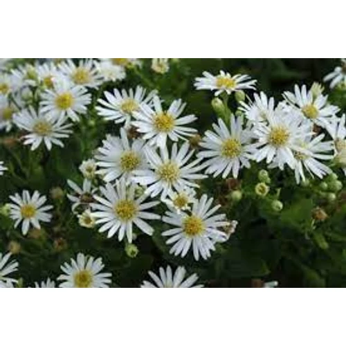 Aster ageratoides 'Starshine' (Ázsiai őszirózsa)
