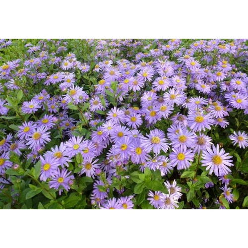 Aster × frikartii 'Jungfrau' (Őszirózsa)
