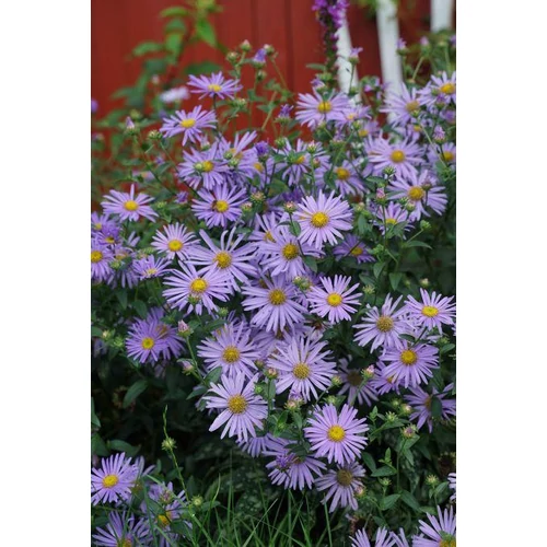 Aster × frikartii 'Wunder von Stäfa' (Őszirózsa)