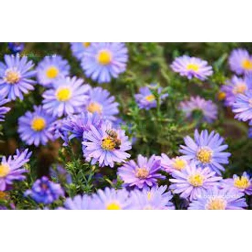 Aster thomsonii 'Nana' (Őszirózsa)