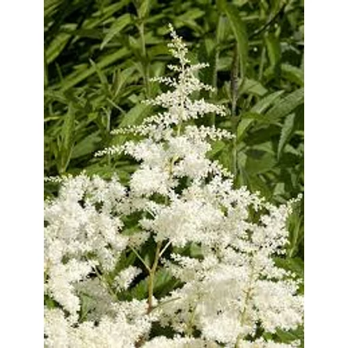 Astilbe × arendsii 'Brautschleier' (Kerti tollbuga)